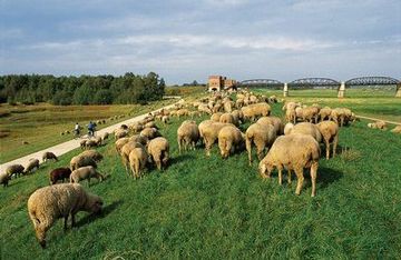 stado owiec na grobli w pobliżu Starego Mostu na Łabie pod Damnatz