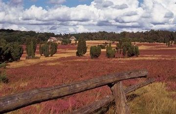 Park Ochrony Przyrody Lüneburska Pustać